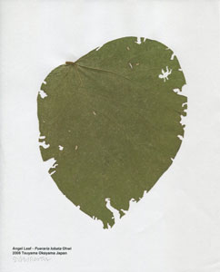 "Angel Leaf-Pueraria lobata Ohwi 2008 Tsuyama Okayama Japan"/cOY